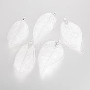 Electroplated Natural Leaf Big Pendants, with Iron Findings, Silver Plated, 70~100x30~50x1mm, Hole: 3x6mm(IFIN-Q119-01A)