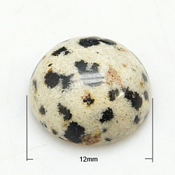 Gemstone Cabochons, Half Round/Dome, Dalmatian Jasper, 12x5mm(G-H1596-FR-12mm-02)