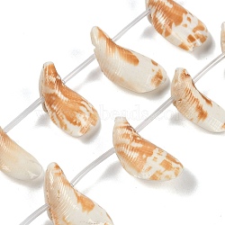 Natural Shell Beads Strands, Shell Shape, Top Drilled, Champagne Gold, 24~33x13~17x6~10mm, Hole: 1.1mm, about 20pcs/strand, 17.91''(45.5cm)(SHEL-K009-12)