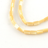 Column Natural Trochid Shell/Trochus Shell Beads Strands, 5~6x3.5mm, Hole: 0.5mm, about 68pcs/strand, 15.7 inch(SSHEL-F290-27)