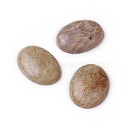Natural Fossil Coral Cabochons, Oval, 29.5~30x21.5~22x6~6.3mm(G-O184-05)
