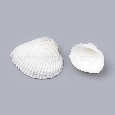 Perles de coquille d'arche naturelles(SSHEL-S258-14)-4