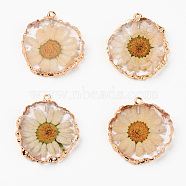 Resin Pendants, with Dried Flower and Edge Light Gold Plated Iron Loop, Flat Round, Clear, 33.5~35x31~32x4.5~5.5mm, Hole: 1.6mm(RESI-R428-004)