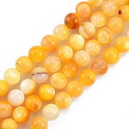 Natural Golden Yellow Shell Beads Strands, Round, 8mm, Hole: 0.9mm, about 49pcs/strand, 14.96 inch(38cm)(SSHEL-G024-01C)