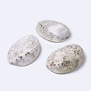 Natural Abalone Shell/Paua ShellDecoration, Shell, Ivory, 125~130x90~100x40~50mm(SSHEL-K024-01A)