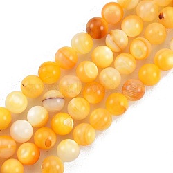 Natural Golden Yellow Shell Beads Strands, Round, 8mm, Hole: 0.9mm, about 49pcs/strand, 14.96 inch(38cm)(SSHEL-G024-01C)