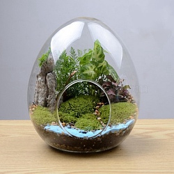 Egg-Shaped Glass Vase, Hydroponic Succulent Micro-Landscape Glass Bottle, Moss Home Decoration, Clear, 120x150mm(PW-WG75554-01)