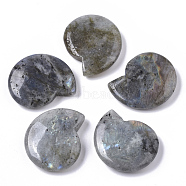 Natural Labradorite Beads, No Hole/Undrilled, Spiral Shell Shape, 32.5x28x8mm(G-R464-008A)