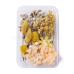 Dried Flowers, DIY Candle Soap Making Accessories, with Plastic Rectangle Box, Gold, Gold, 2.5~14x1.5~5.3cm(X-DIY-D052-12)