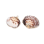 Natural Sea Shell Pendants, Shell Shaped Charms with Golden Tone Iron Loops, Coconut Brown, 20~28.5x22~31x5~7.5mm, Hole: 1.2~1.8mm(SSHEL-N038-19)