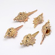 Golden Electroplated Conch Shell Pendants, Mixed Color, 18~54x13~25x12~23mm, Hole: 2mm(X-BSHE-M016-03)