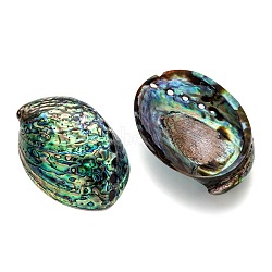 Natural Abalone Shell/Paua ShellDecoration, Shell, Colorful, 120~140x90~100x20mm(X-SSHEL-F0005-01)