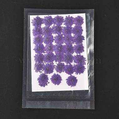 Pressed Dried Flowers(DIY-K032-58F)-2