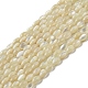 Natural Trochus Shell Beads Strands(SSHEL-H072-02B)-1