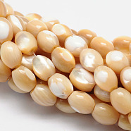 Natural Sea Shell Barrel Bead Strands, 11x9mm, Hole: 1mm, about 36pcs/strand, 15.3 inch(SSHEL-M014-04)
