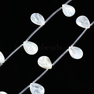 Natural Freshwater Shell Beads Strands, Top Drilled Beads, Teardrop, 19~20x14~15x2~3.5mm, Hole: 0.9mm, about 10pcs/strand, 12.20 inch~13.18 inch(31~33.5cm)(SHEL-N026-153A-01)