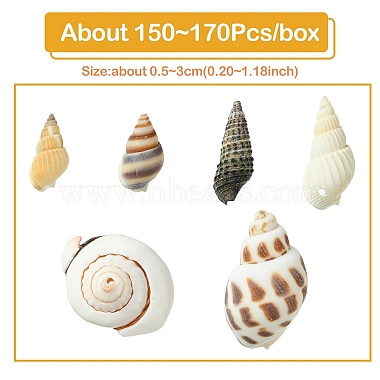 Perles de coquillage en spirale naturelle(SSHEL-YW0001-02)-2