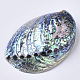 Natural Abalone Shell/Paua Shell Display Decoration(SSHEL-N0334-01)-3