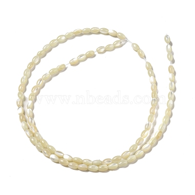 Natural Trochus Shell Beads Strands(SSHEL-H072-02B)-2