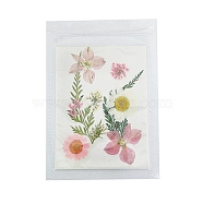 Pressed Dried Flowers, for Cellphone, Photo Frame, Scrapbooking DIY and Resin Art Floral Decors, Colorful, 99x74x1mm(DIY-B070-01C)