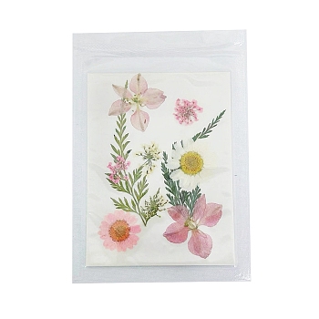 Pressed Dried Flowers, for Cellphone, Photo Frame, Scrapbooking DIY and Resin Art Floral Decors, Colorful, 99x74x1mm