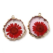 Inner Dried Flower Resin Pendants, Flat Round Charms with Light Gold Plated Brass Edge and Iron Loops, Red, 34~36x30~31.5x4.5~5.5mm, Hole: 2mm(RESI-P028-02KCG-03)