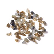 Natural Labradorite Chip Beads, No Hole/Undrilled, 2~12x2~10x1~3mm, about 11200pcs/1000g(G-M364-15)