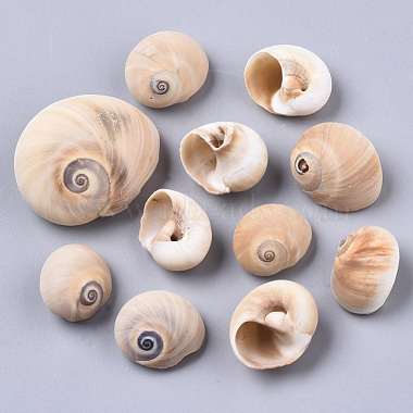 Natural Conch Shell Beads(SSHEL-S258-78)-2