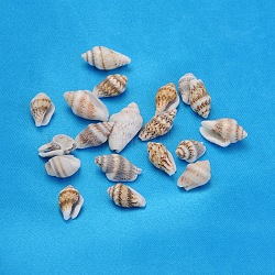 Natural Spiral Shell Beads, Wheat, 11~18x6~9x5~7.5mm, Hole: 1mm, about 1450pcs/500g(SSHEL-S001-04)