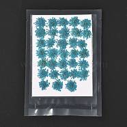 Pressed Dried Flowers, for Cellphone, Photo Frame, Scrapbooking DIY Handmade Craft, Teal, 15~20x13~19mm, 100pcs/bag(DIY-K032-58E)
