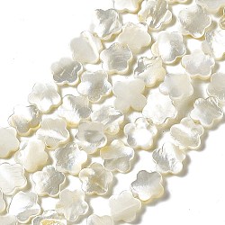 Natural White Shell Beads Strands, Flower, Seashell Color, 10x10x2mm, Hole: 0.5mm, about 39pcs/strand, 15.28 inch(38.8cm)(SHEL-F003-07)