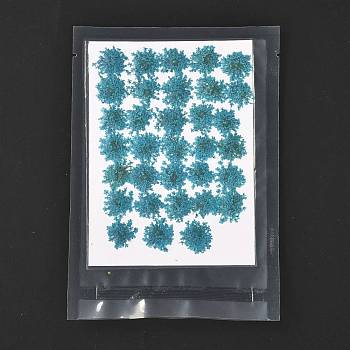 Pressed Dried Flowers, for Cellphone, Photo Frame, Scrapbooking DIY Handmade Craft, Teal, 15~20x13~19mm, 100pcs/bag