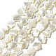 Natural White Shell Beads Strands(SHEL-F003-07)-1