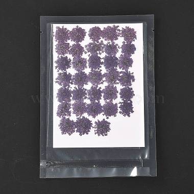Pressed Dried Flowers(DIY-K032-58D)-2