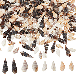 PandaHall Elite 480Pcs 4 Style Natural Conch Decorations, for Vase Filler, Beach Theme Party, DIY Craft, Home Decor, Mixed Color, 13~28.5x5~10mm, 120pcs/style(SSHEL-PH0001-22)