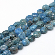 Natural Apatite Beads Strands, Oval, 8~15x7~12x4~12mm, Hole: 1mm, about 30~45pcs/strand, 15.7(X-G-R445-8x10-24)