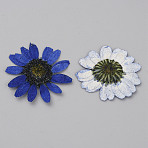 Pressed Dried Flowers, for Cellphone, Photo Frame, Scrapbooking DIY and Resin Art Floral Decors, Blue, 26~34x1mm(DIY-WH0308-412E-1)
