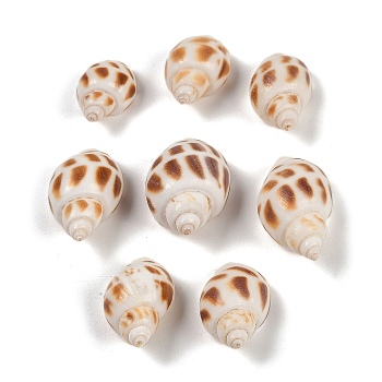 Natural Spiral Shell Beads, Shell Shape, Top Drilled, Chocolate, 16~29x11~18x9~17mm, Hole: 1.4mm, about 714pcs/500g