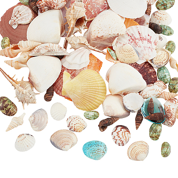 PandaHall Elite 15 Styles Natural Mixed Shell Beads, Conch Shell & Spiral Shell & Trochus Shell & Scallop Shell, Undrilled/No Hole Beads, Mixed Color, 15~78x9~70x3~15mm