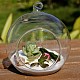 Прозрачный настенный стеклянный шар плантатор террариум контейнер ваза(DIY-L047-01)-5