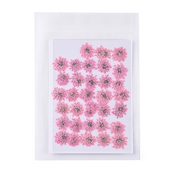 Pressed Dried Flowers, for Cellphone, Photo Frame, Scrapbooking DIY Handmade Craft, Deep Pink, 15~20x13~19mm, 100pcs/bag