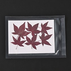 Maple Leaf Embossing Dried Flower, for Cellphone, Photo Frame, Scrapbooking DIY Handmade Craft, Brown, 40~65x39~57mm, 6pcs/bag(DIY-K032-63B)