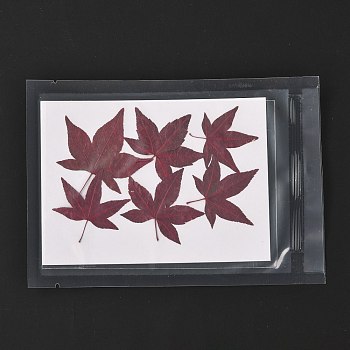Maple Leaf Embossing Dried Flower, for Cellphone, Photo Frame, Scrapbooking DIY Handmade Craft, Brown, 40~65x39~57mm, 6pcs/bag