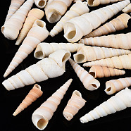 Natural Spiral Shell Beads, Turritella Shell, Undrilled/No Hole Beads, Antique White, 29~72x9~20mm(SSHEL-S266-030)