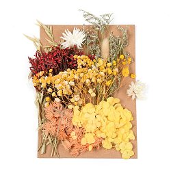 Dried Flower, for Bridal Shower, Wedding, Preserved Fresh Flower, Yellow, 210x148x14~24.5mm(DIY-B018-13)