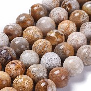 Natural Fossil Coral Beads Strands, Round, 8mm, Hole: 1mm(G-D135-8mm-01)