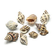 Conch Shell Pendants, 22~37x11~25x11~15mm, Hole: 1mm, about 130pcs/500g(SSHEL-Q299-006)