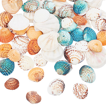 200G 4 Styles Dyed Natural Mixed Shell Beads Sets, Mixed Color, 24~45x20~42x6~10mm, hole: 1~2mm, 50g/style