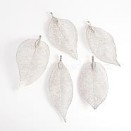 Electroplated Natural Leaf Big Pendants, with Iron Findings, Platinum Plated, 70~100x30~50x1mm, Hole: 3x6mm(IFIN-Q119-01K)