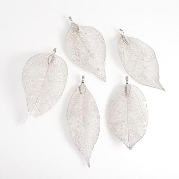 Electroplated Natural Leaf Big Pendants, with Iron Findings, Platinum Plated, 70~100x30~50x1mm, Hole: 3x6mm